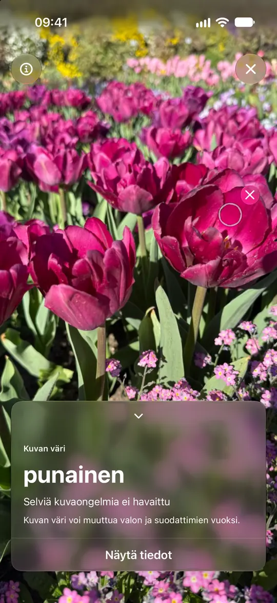 Opsino analysoi tulppaanikuvaa: ympyrä on terälehdellä ja tulos on punainen.